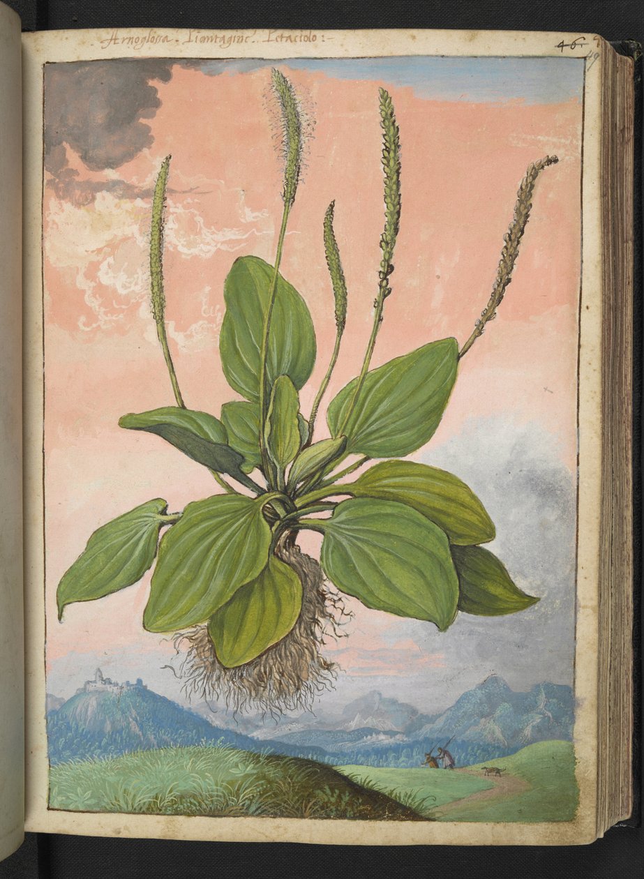 Plantago major, de "Paintings of Flora of the Roman States" par Gherardo Cibo - Gherardo Cibo