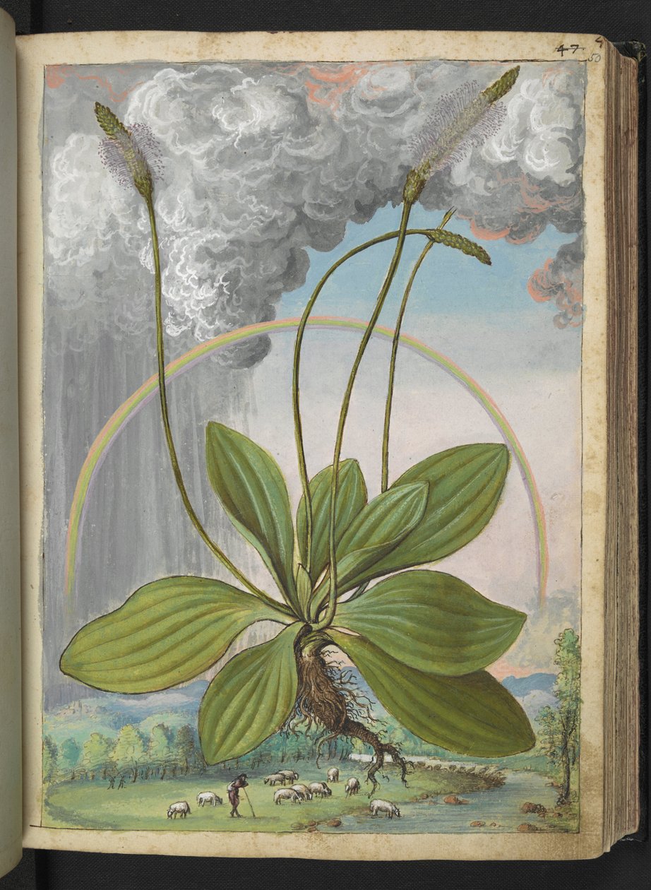 Plantago media, de "Paintings of Flora of the Roman States" par Gherardo Cibo - Gherardo Cibo