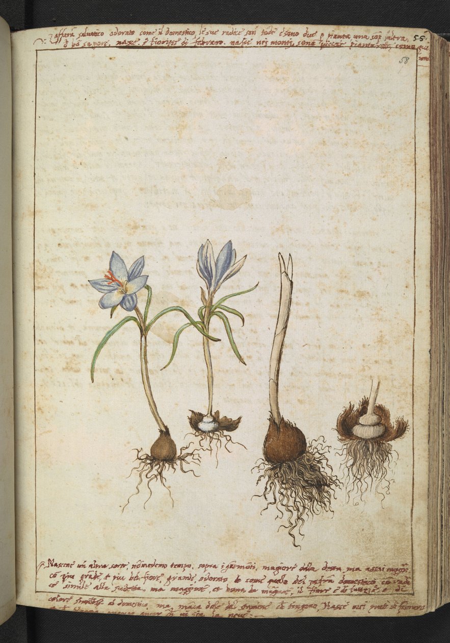 Plantes entre des fleurs bleues, de "Peintures de la flore des États romains" par Gherardo Cibo - Gherardo Cibo