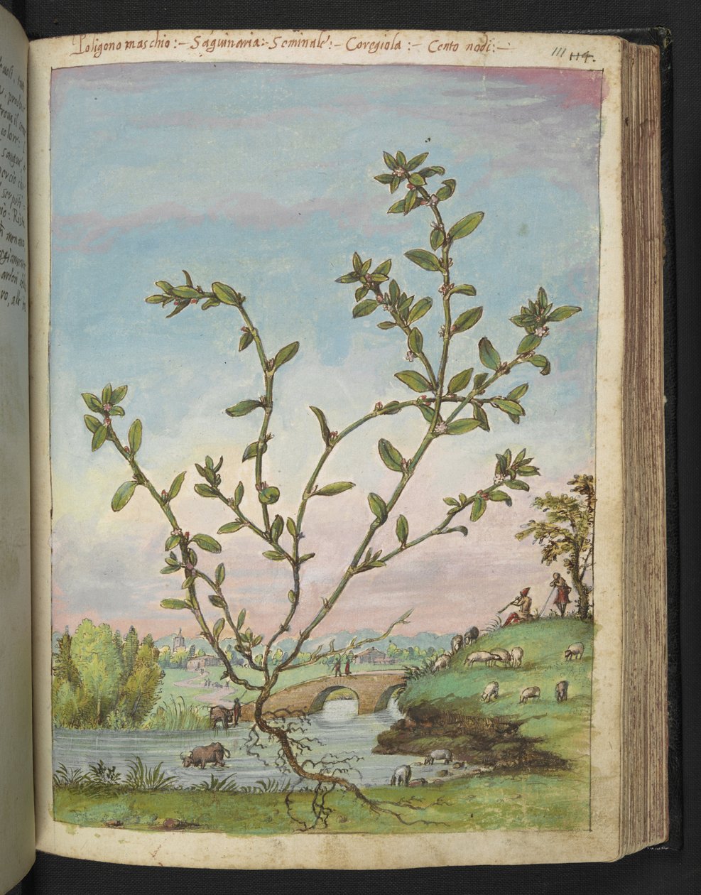 Polygonum aviculare, de "Peintures de la flore des États romains" par Gherardo Cibo - Gherardo Cibo