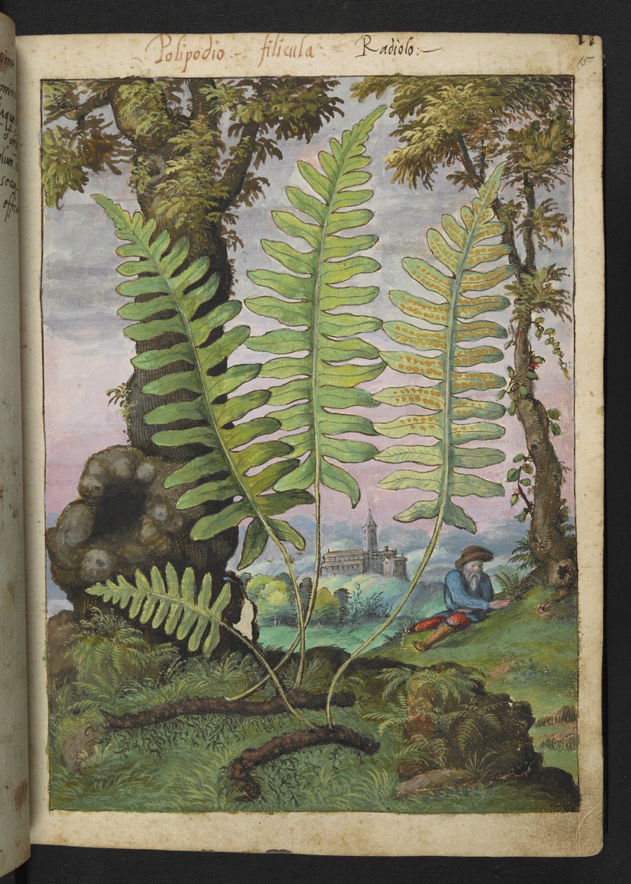 Polypodium, de "Paintings of Flora of the Roman States" par Gherardo Cibo - Gherardo Cibo