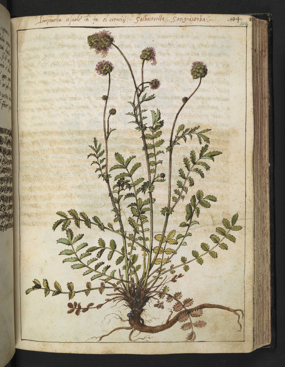 Sanguisorba minor, de "Peintures de la flore des États romains" par Gherardo Cibo, Add MS 22333, f102r, c.1564-84 - Gherardo Cibo