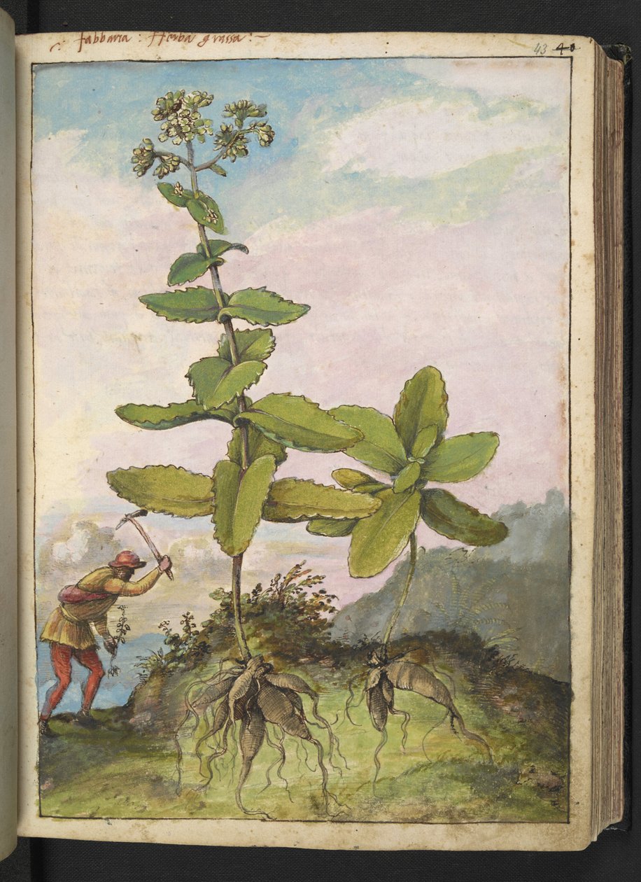 Sedum telephium, de "Peintures de la flore des États romains" par Gherardo Cibo, Add MS 22333, f043r, c.1564-84 - Gherardo Cibo