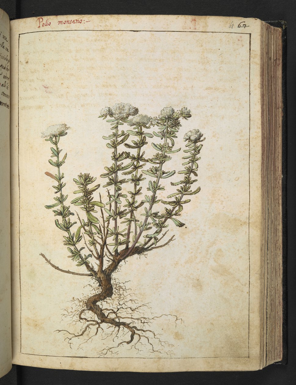 Teucrium montanum, de 