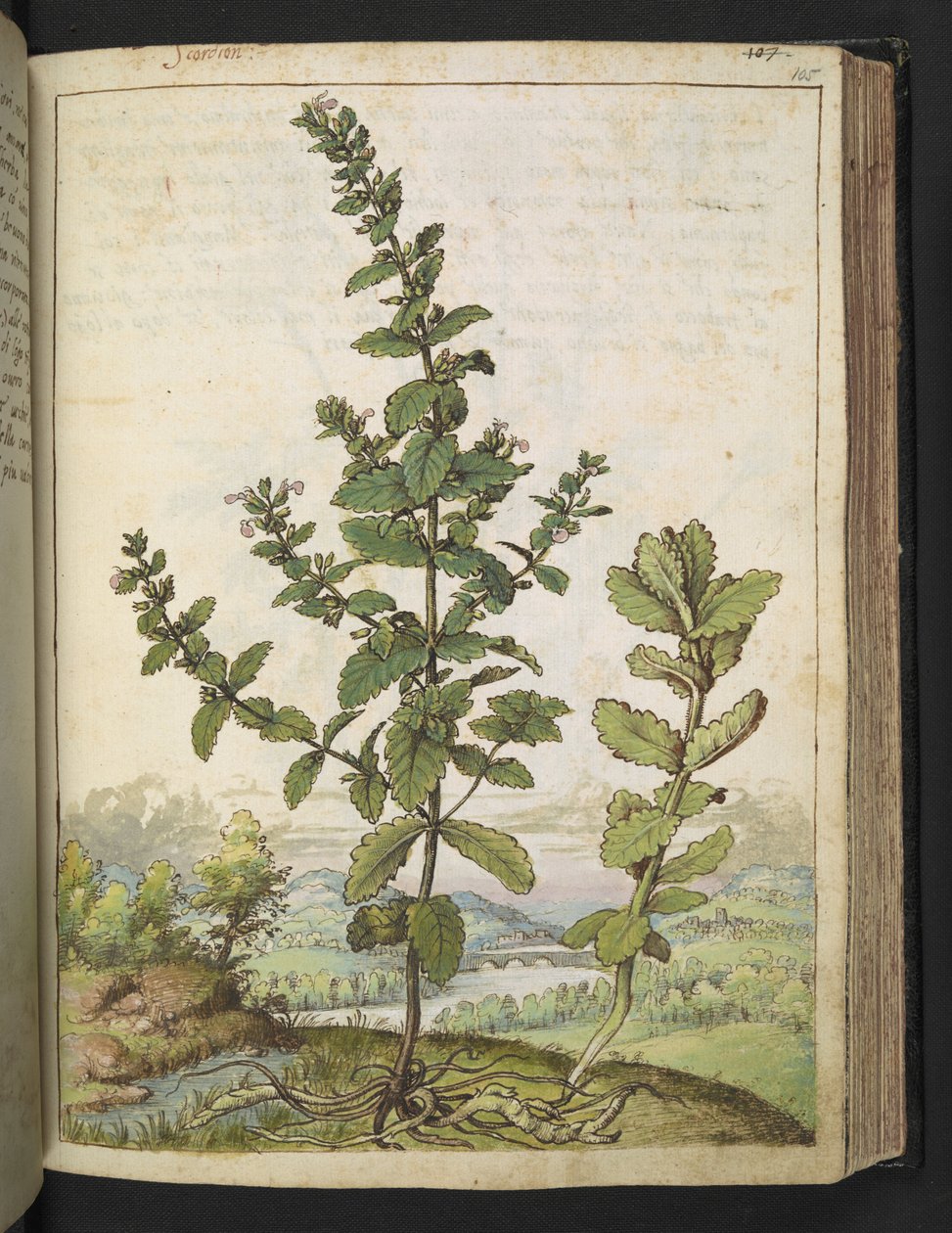 Teucrium scordium, de "Paintings of Flora of the Roman States" par Gherardo Cibo - Gherardo Cibo