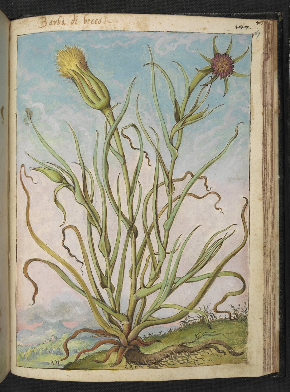 Tragopogon porrifolius, de "Peintures de la flore des États romains" par Gherardo Cibo, Add MS 22333, f169r, c.1564-84 - Gherardo Cibo
