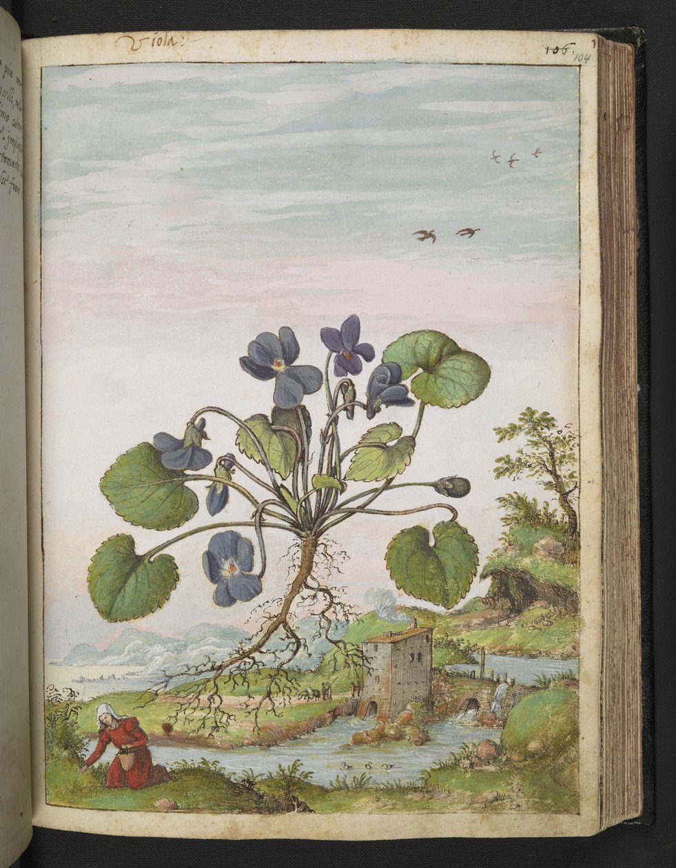 Viola odorata, de "Peintures de la flore des États romains" par Gherardo Cibo, Add MS 22333, f104r, c.1564-84 - Gherardo Cibo