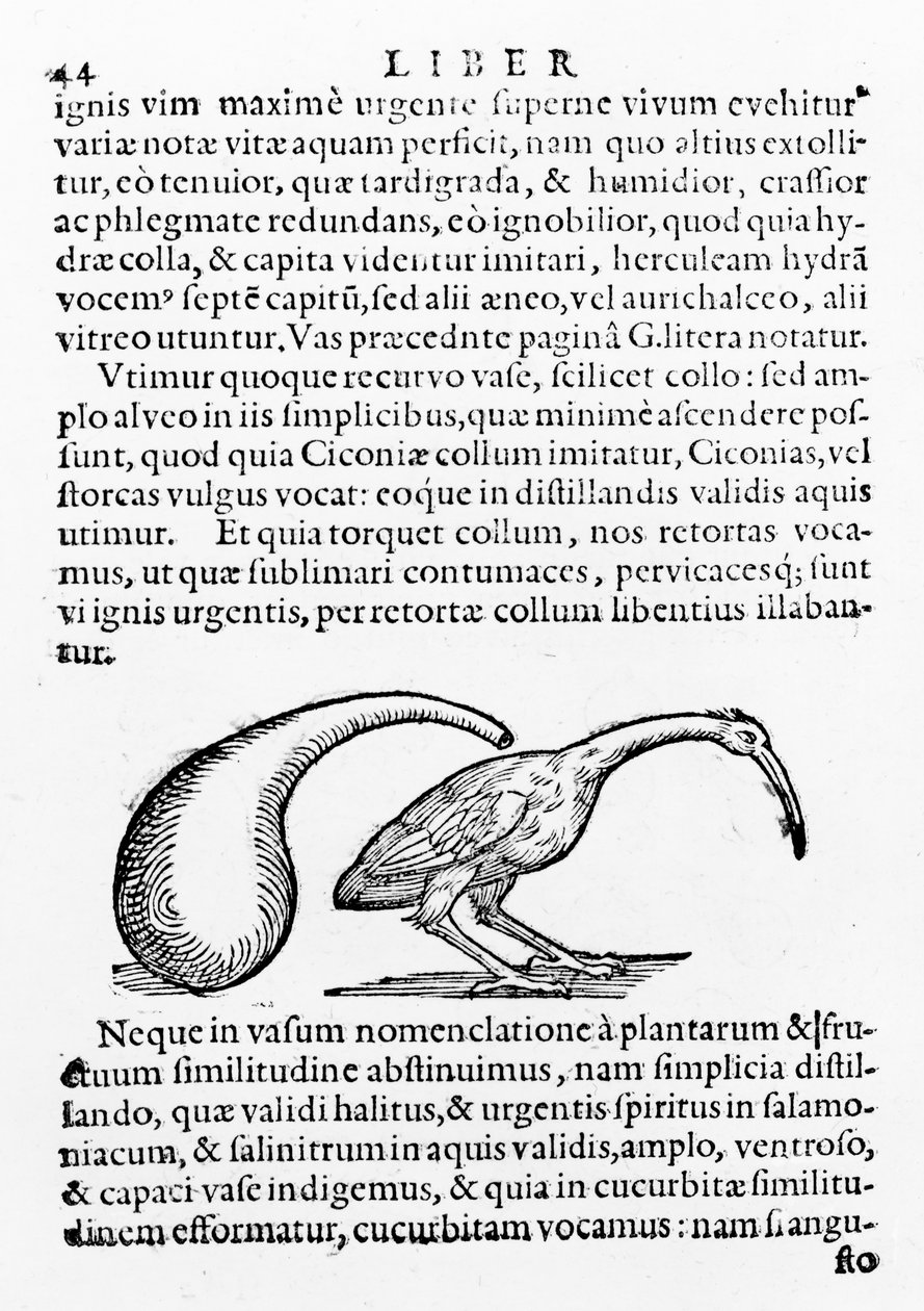 Flacon et ibis, illustration de De distillatione par Giambattista della Porta, publié en 1610 - Giambattista della Porta