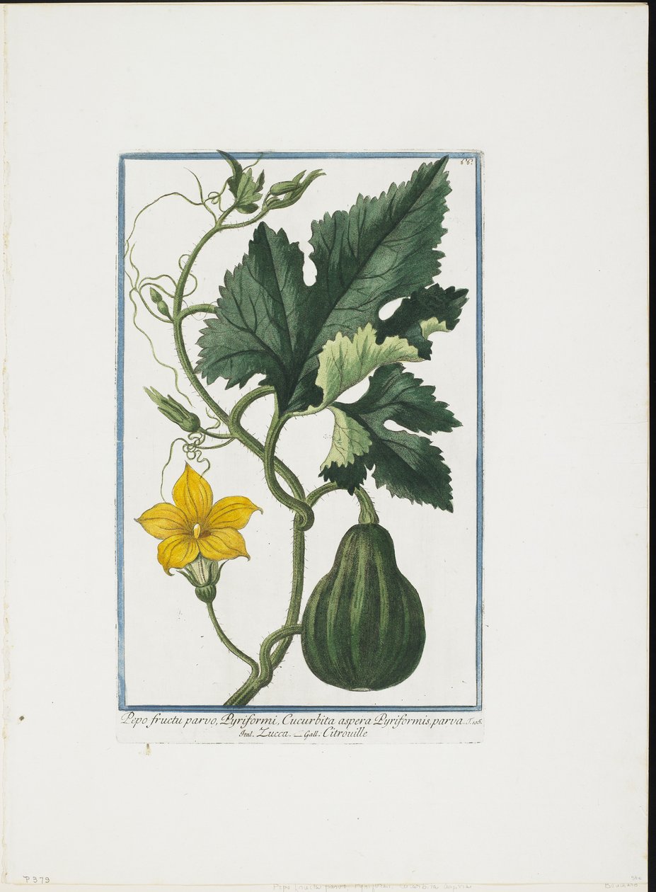 Impression végétale, de Hortus Romanus, Vol. I ou II, 1772-93 - Giorgio Bonelli