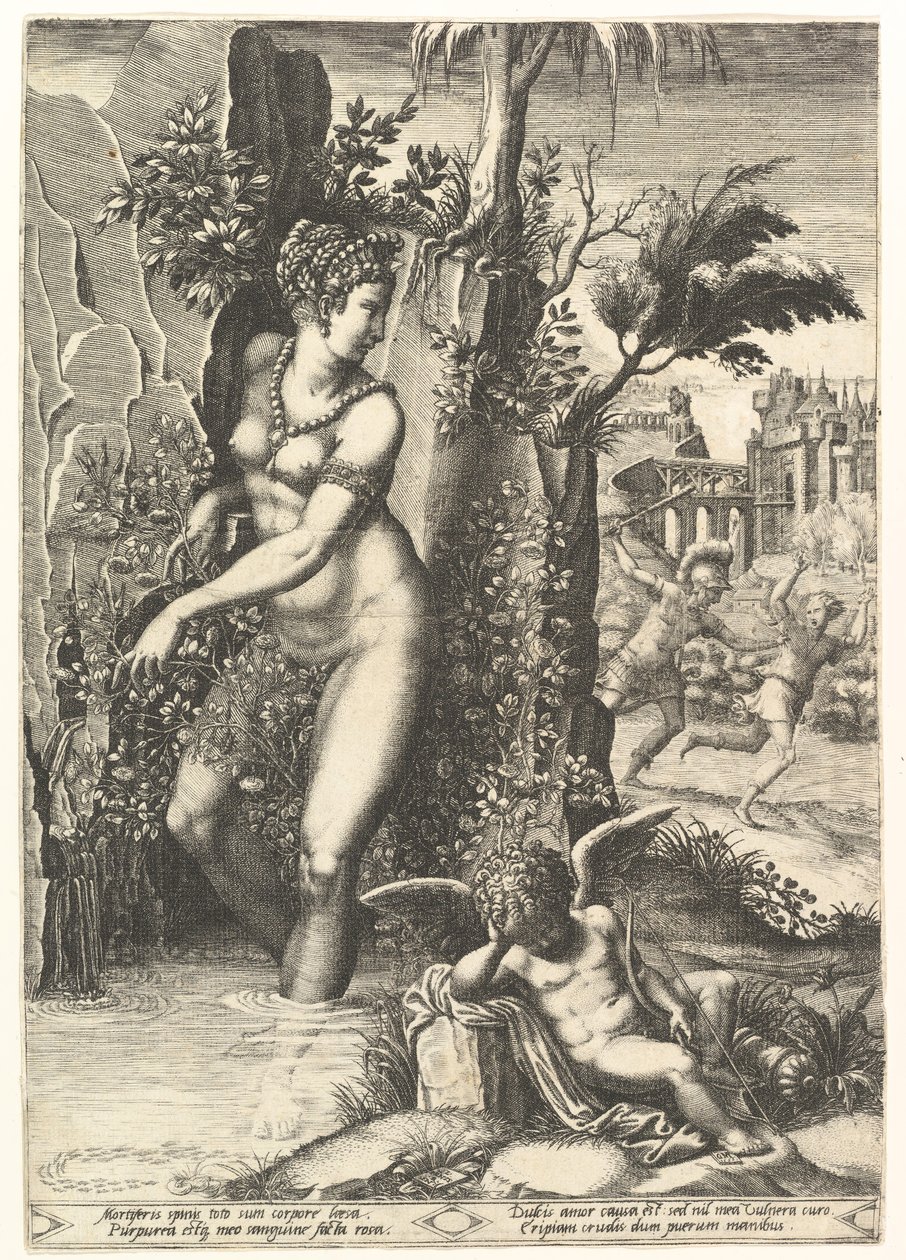 Vénus piquée par les épines d