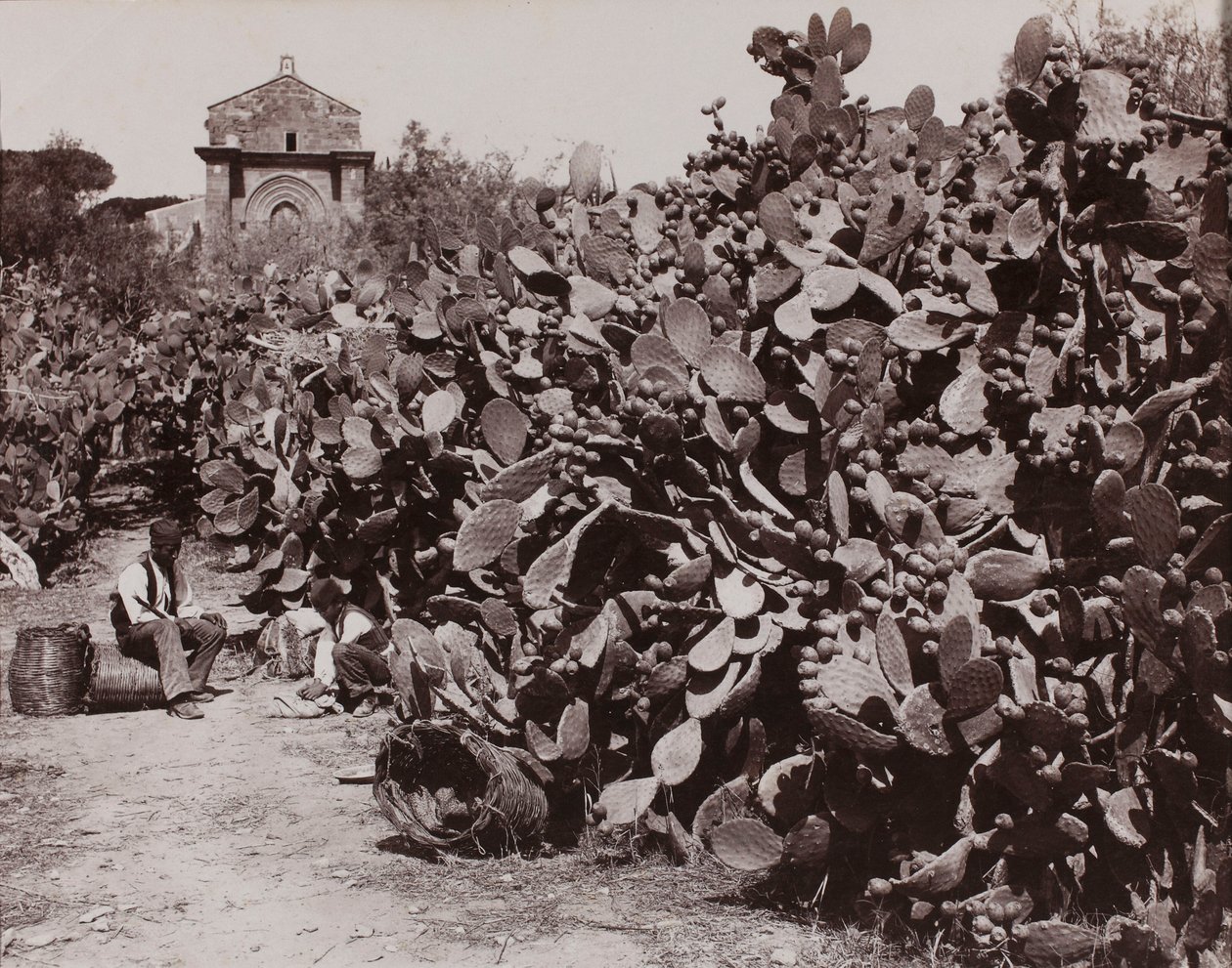 « Palerme. Figues de Barbarie » [Palerme. Récolte de figues de Barbarie] - Giorgio Sommer