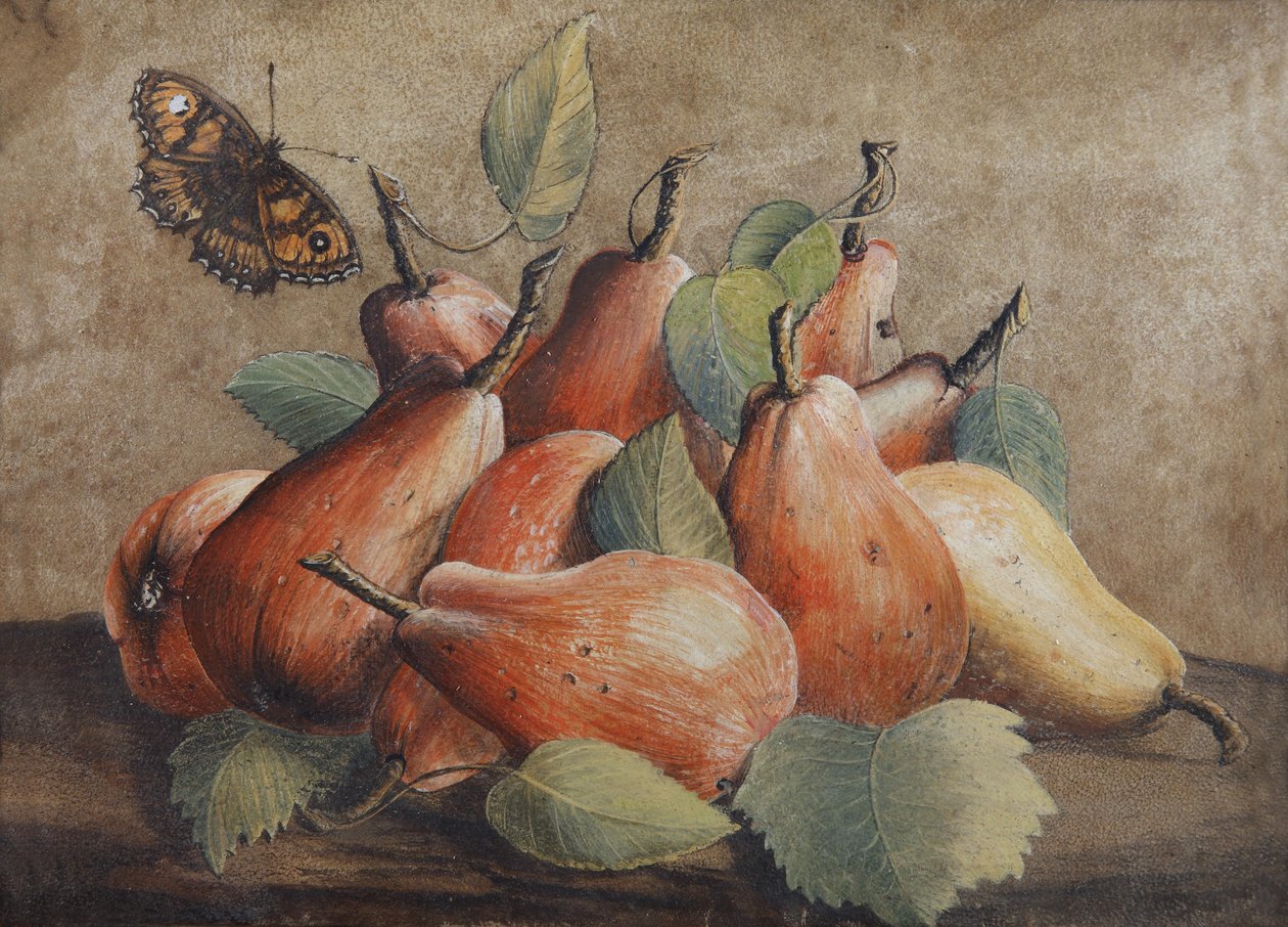 Nature morte avec des poires et un papillon - Giovanna Garzoni