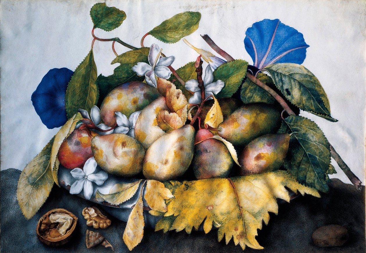 Assiette de prunes, jasmin et noix. Peinture sur parchemin de Giovanna Garzoni (1600-1670) - Giovanna Garzoni