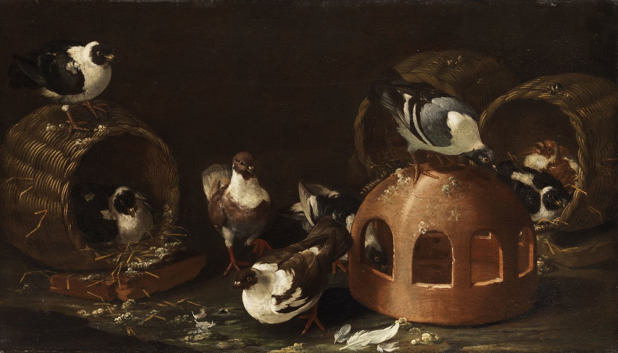 Pigeons entre mangeoire et paniers - Giovanni Agostino Cassana