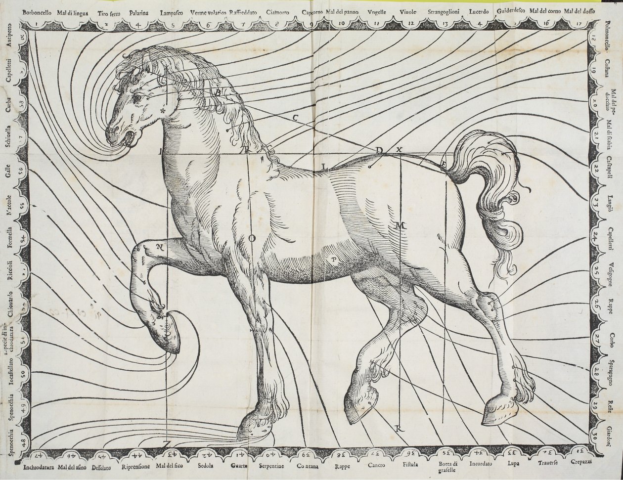 Diagramme des points de saignée sur un cheval d
