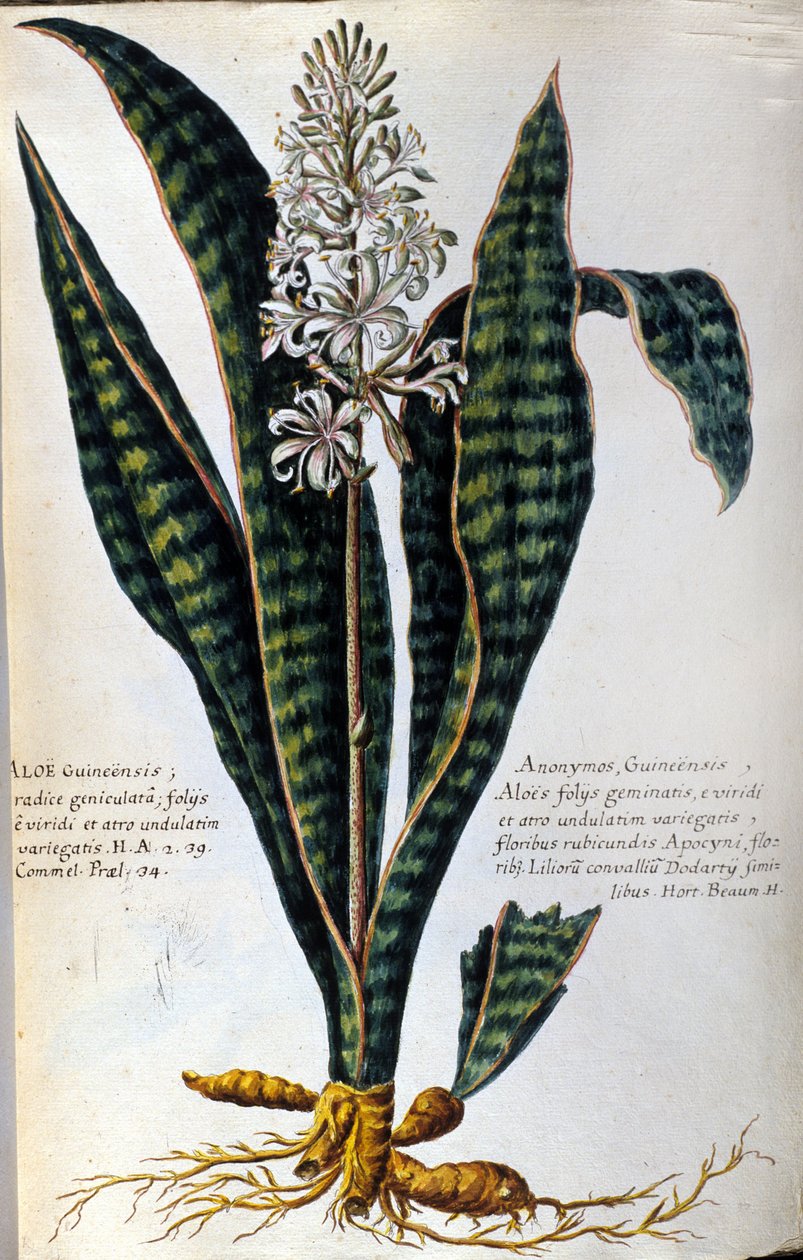 Aloe. Plante médicinale. Gravure - dans « Historia botanica practica, seu plantarum, quae ad usum medicinae pertinent, nomenclatura, descriptio et virtutes... » - Giovanni Battista Morandi