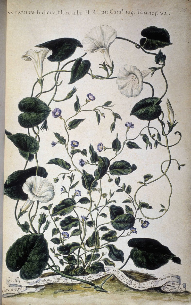 Planche botanique : Variétés de liseron. Convolvulus variétés (Convolvulus Indicus flora albo ; Convolvulus Siculus). Giovanni Battista Morandi, Hortulus botanicus pictus sive collectio plantarum..., Volume I - Giovanni Battista Morandi