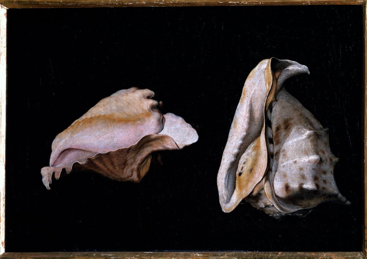 Deux coquillages (nature morte avec coquillages) - Giovanni Girolamo Savoldo