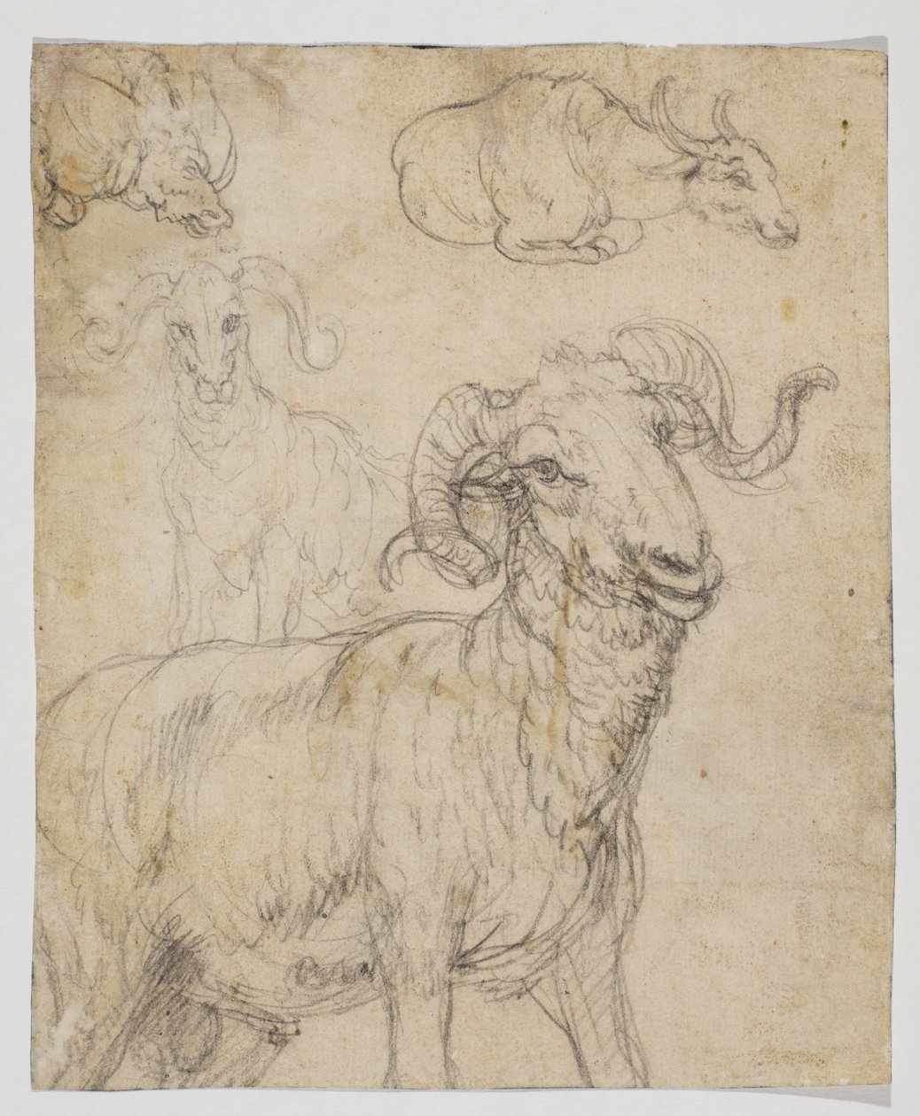 Bélier et buffle, verso (dessin à la craie et aquarelle) - Giovanni da Udine (after)