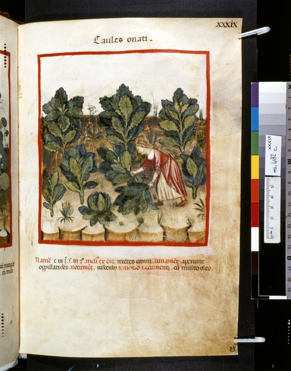 Theatrum sanitatis par Ububchasym de Baldach : 