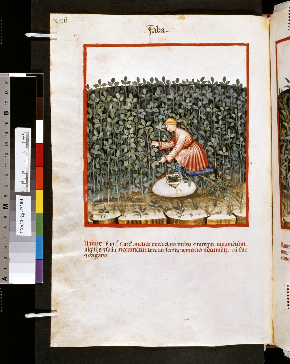 Theatrum sanitatis par Ububchasym de Baldach : 