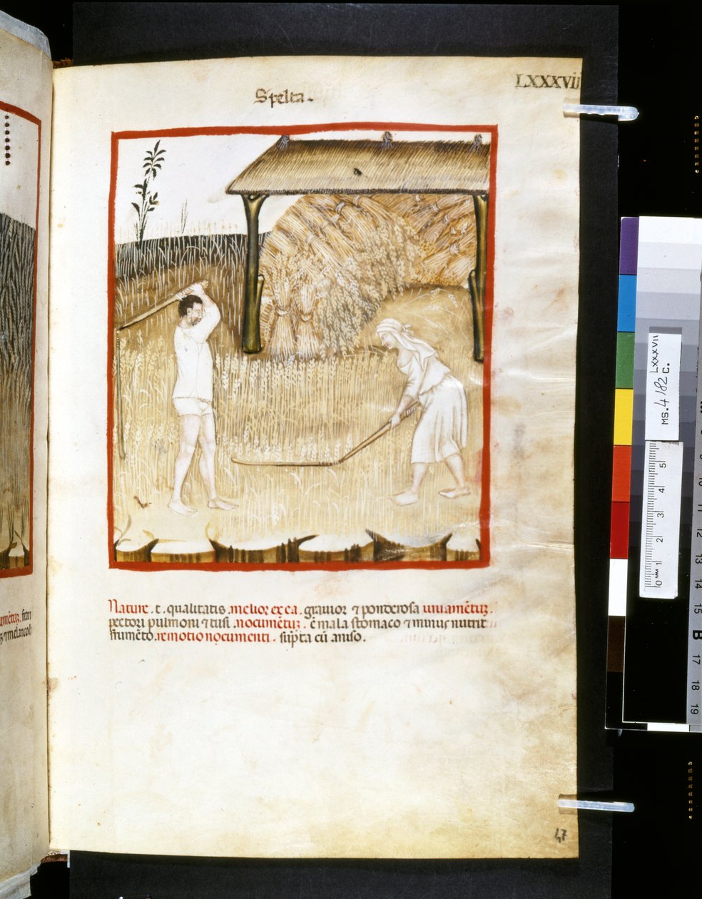 Theatrum sanitatis par Ububchasym de Baldach : 