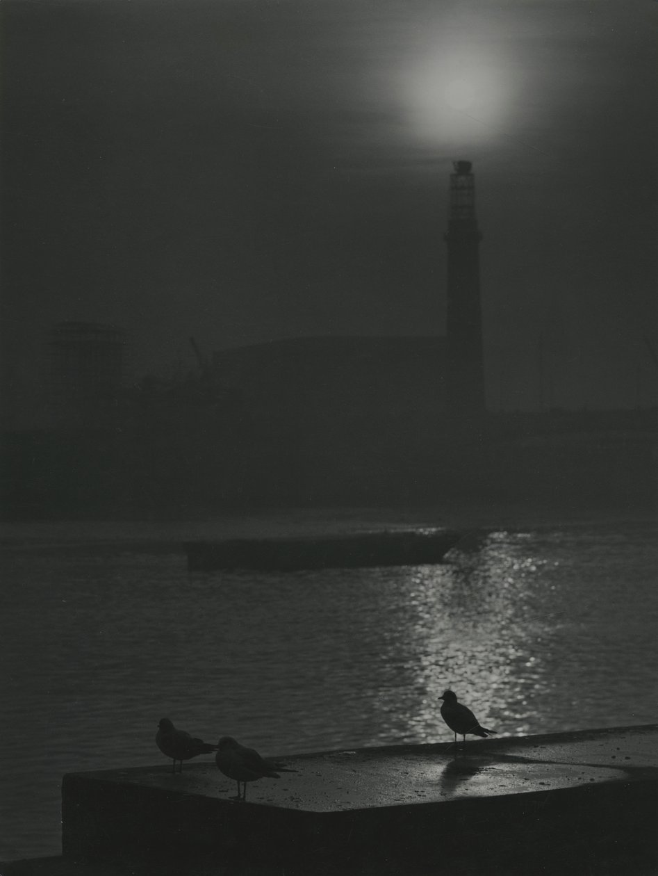 Silhouettes de mouettes au crépuscule près de la Tamise - Godfrey Macdominic