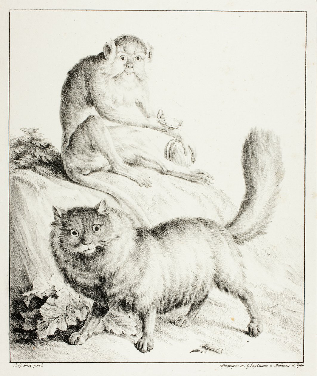 Chat et singe - Gottfried Engelmann