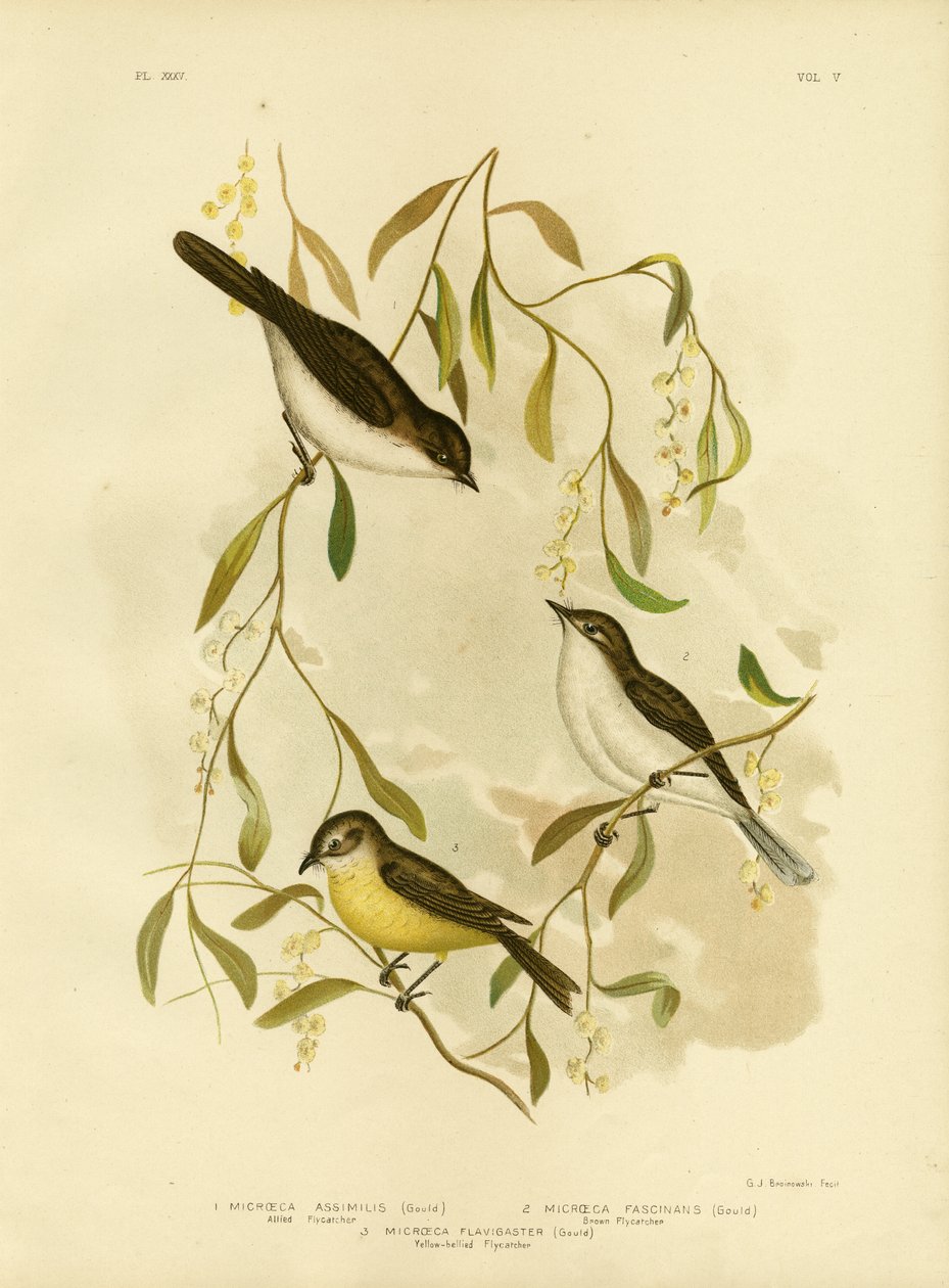Gobemouche allié, 1891 - Gracius Broinowski