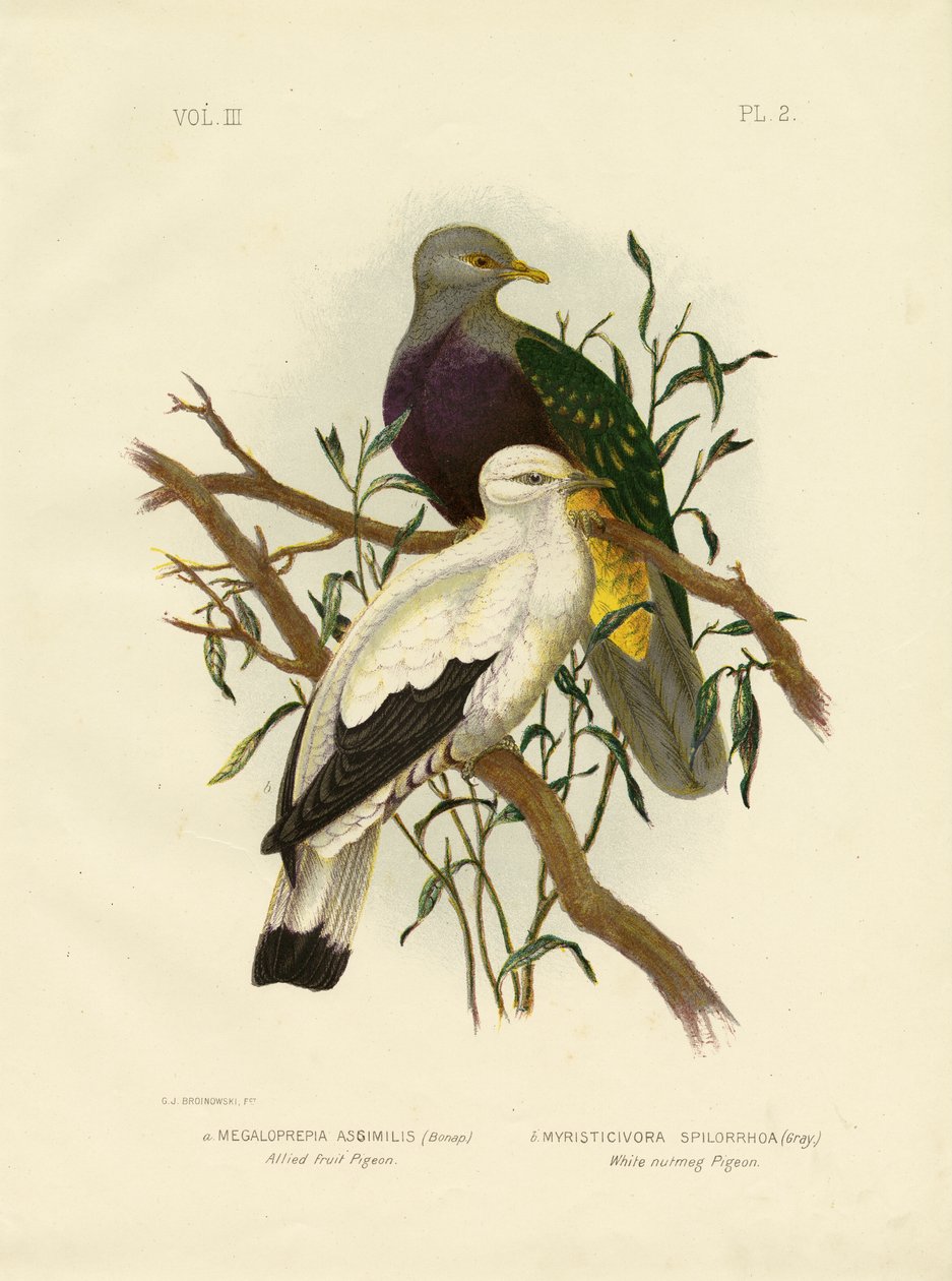 Pigeon fruitier allié ou Colombe fruitière Wompoo, 1891 - Gracius Broinowski