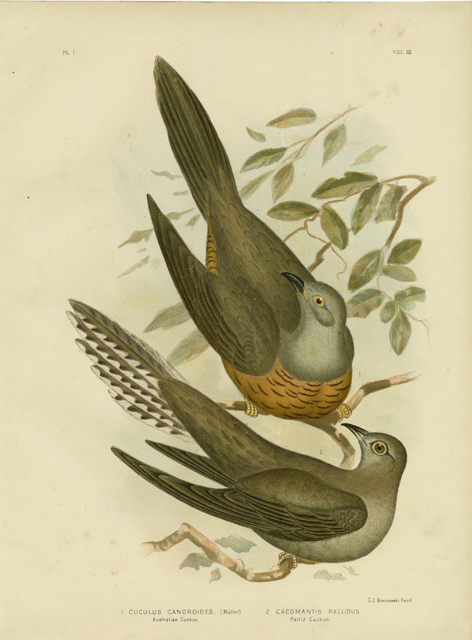 Coucou australien, 1891 - Gracius Broinowski