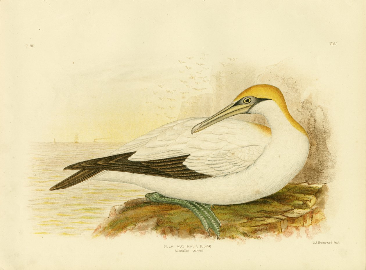 Fou de Bassan australien, 1891 - Gracius Broinowski