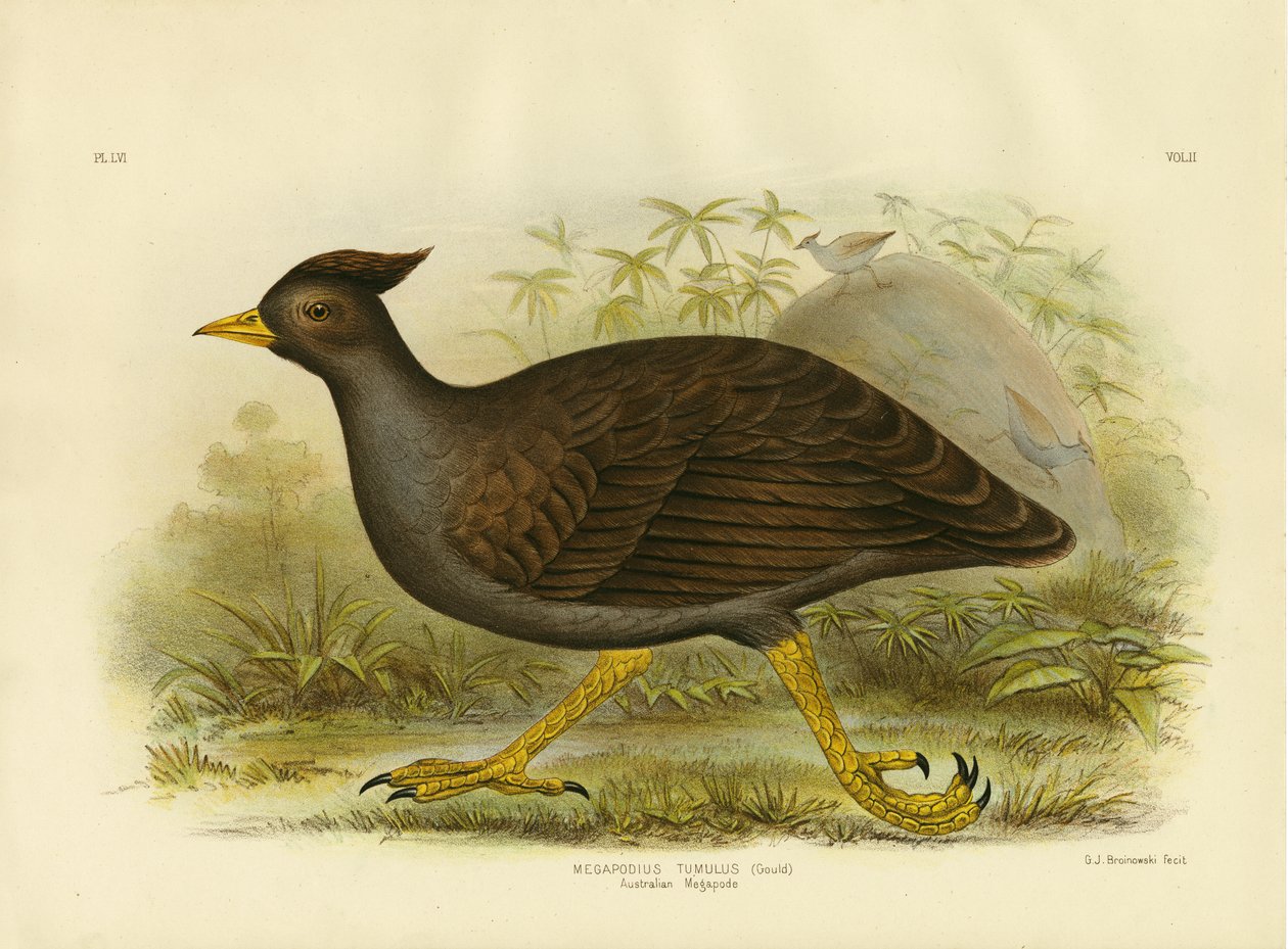 Mégapode australien, 1891 - Gracius Broinowski