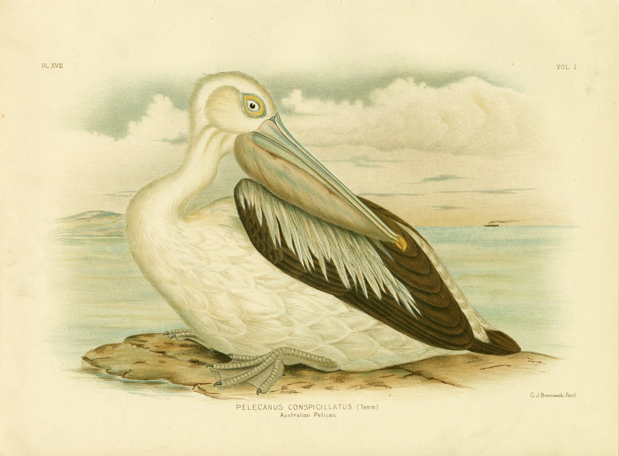 Pélican australien, 1891 - Gracius Broinowski