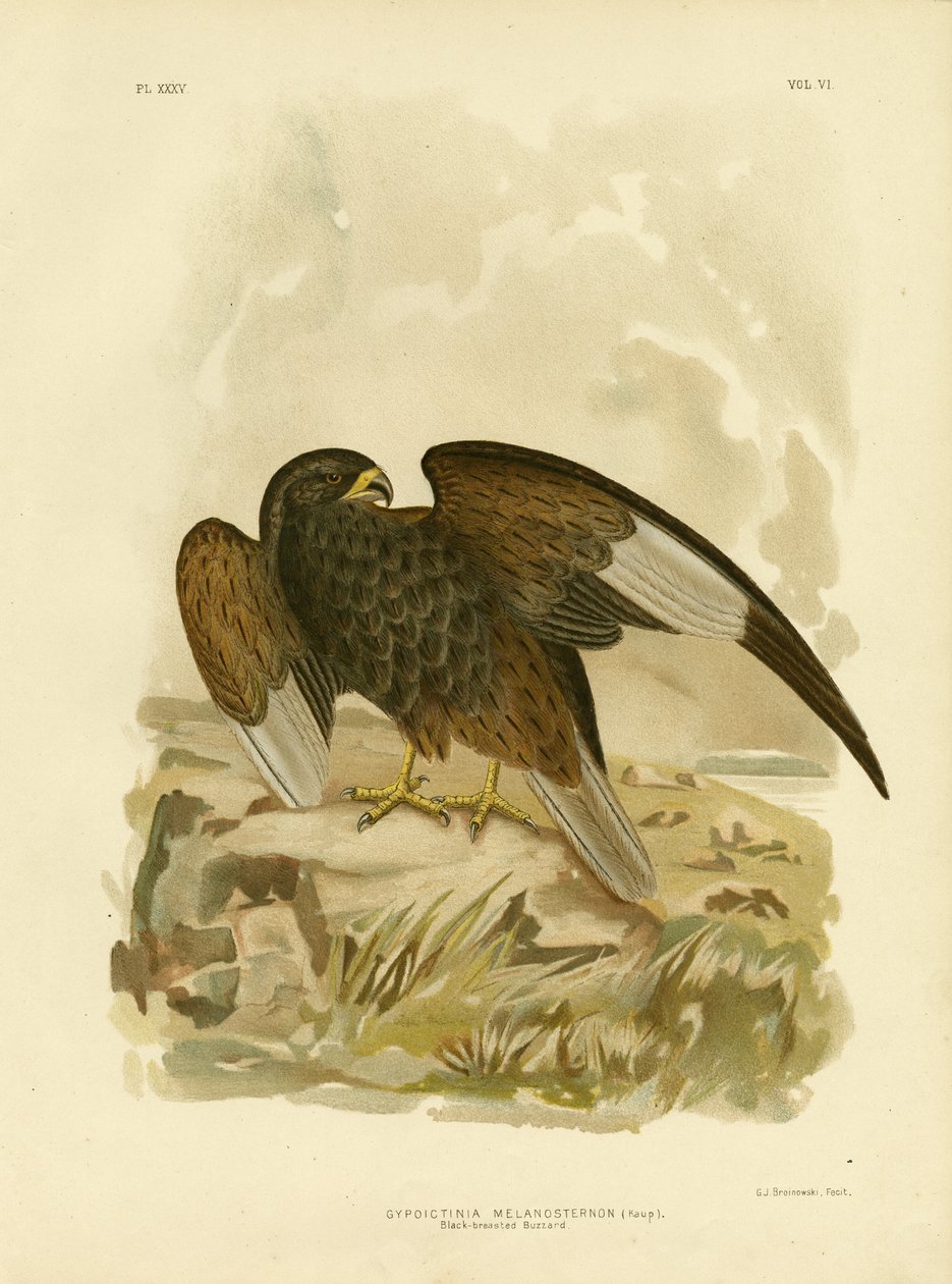 Buse à poitrine noire, 1891 - Gracius Broinowski