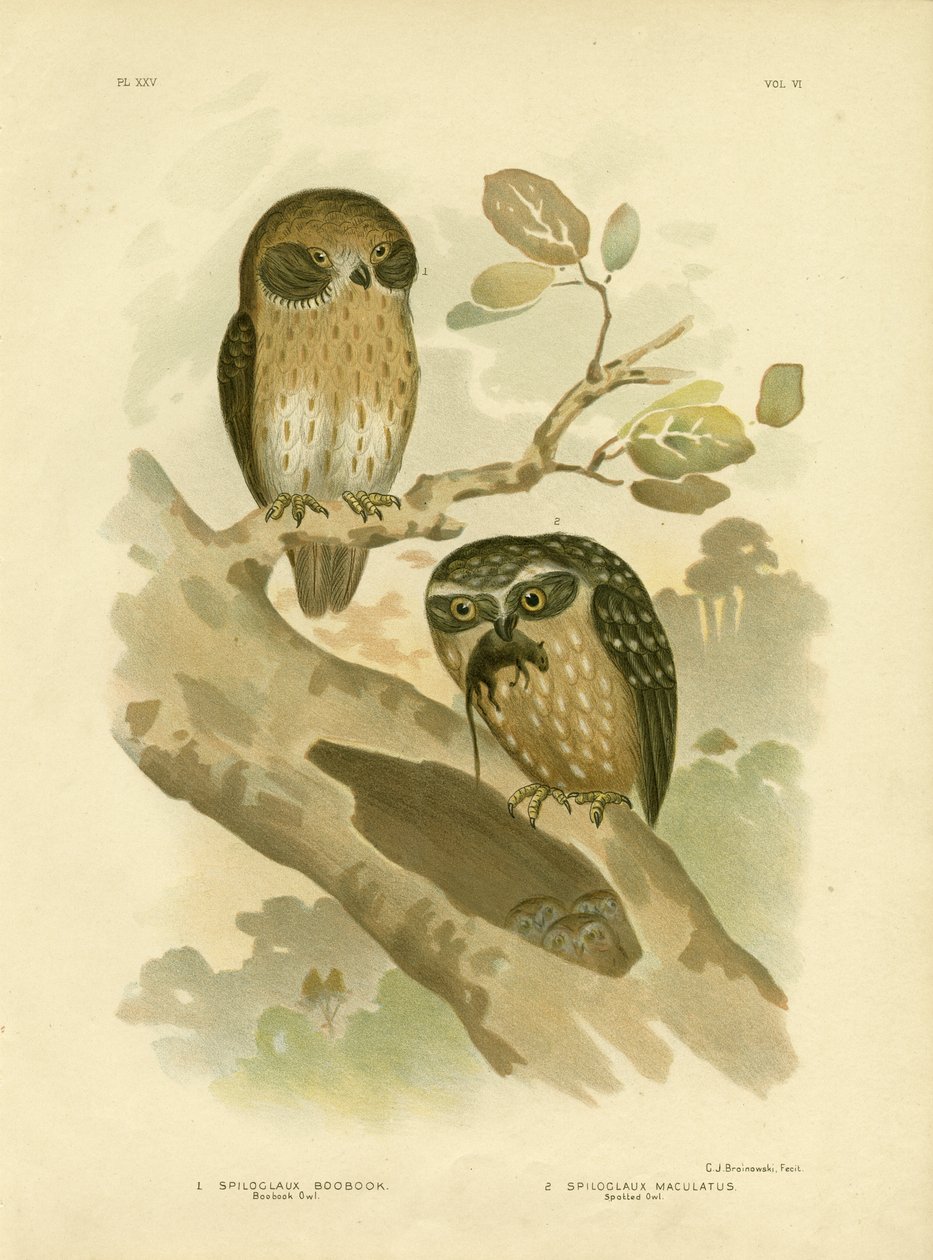 Chouette Boobook, 1891 - Gracius Broinowski