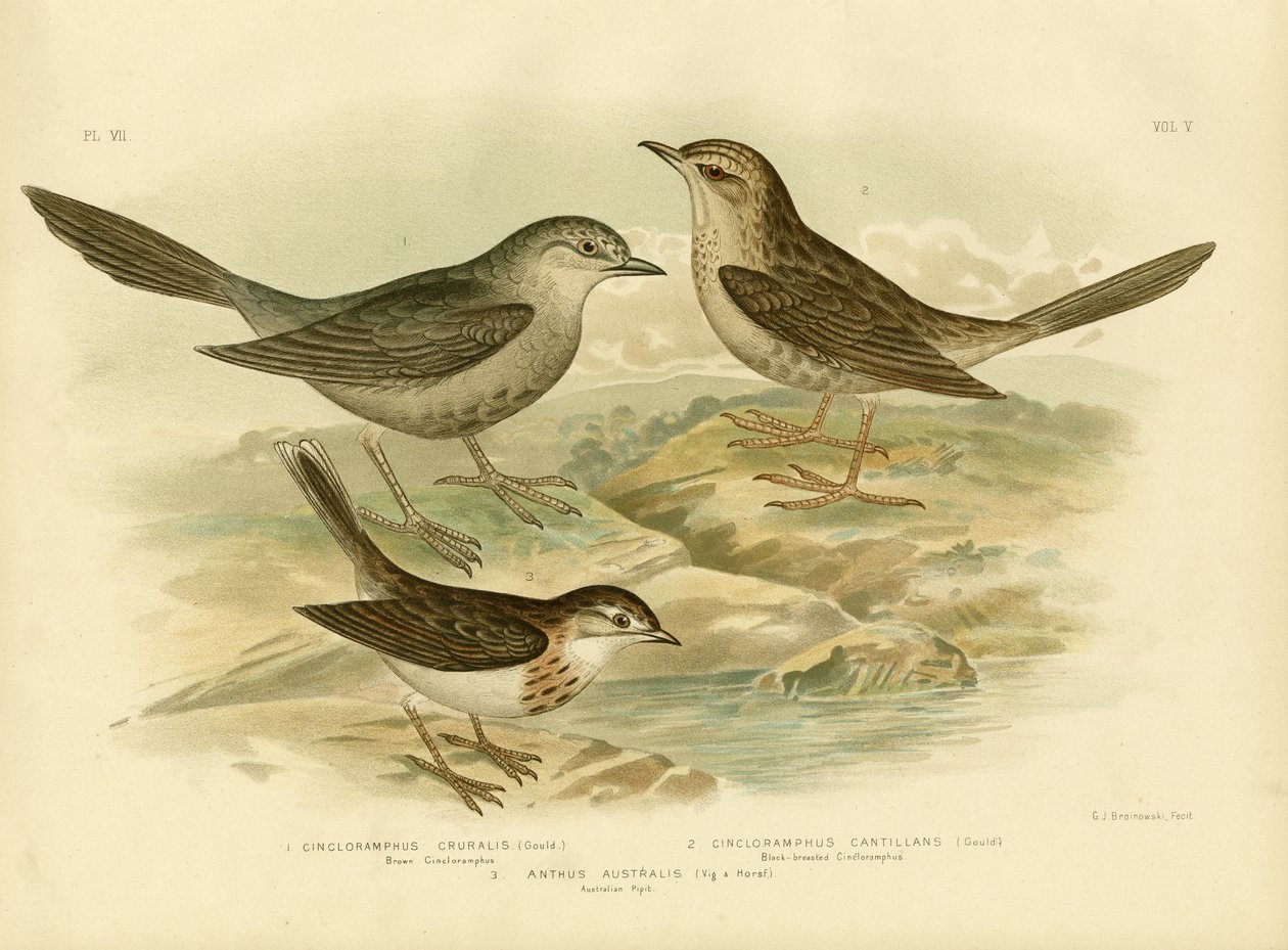 Mégalure brune, 1891 - Gracius Broinowski