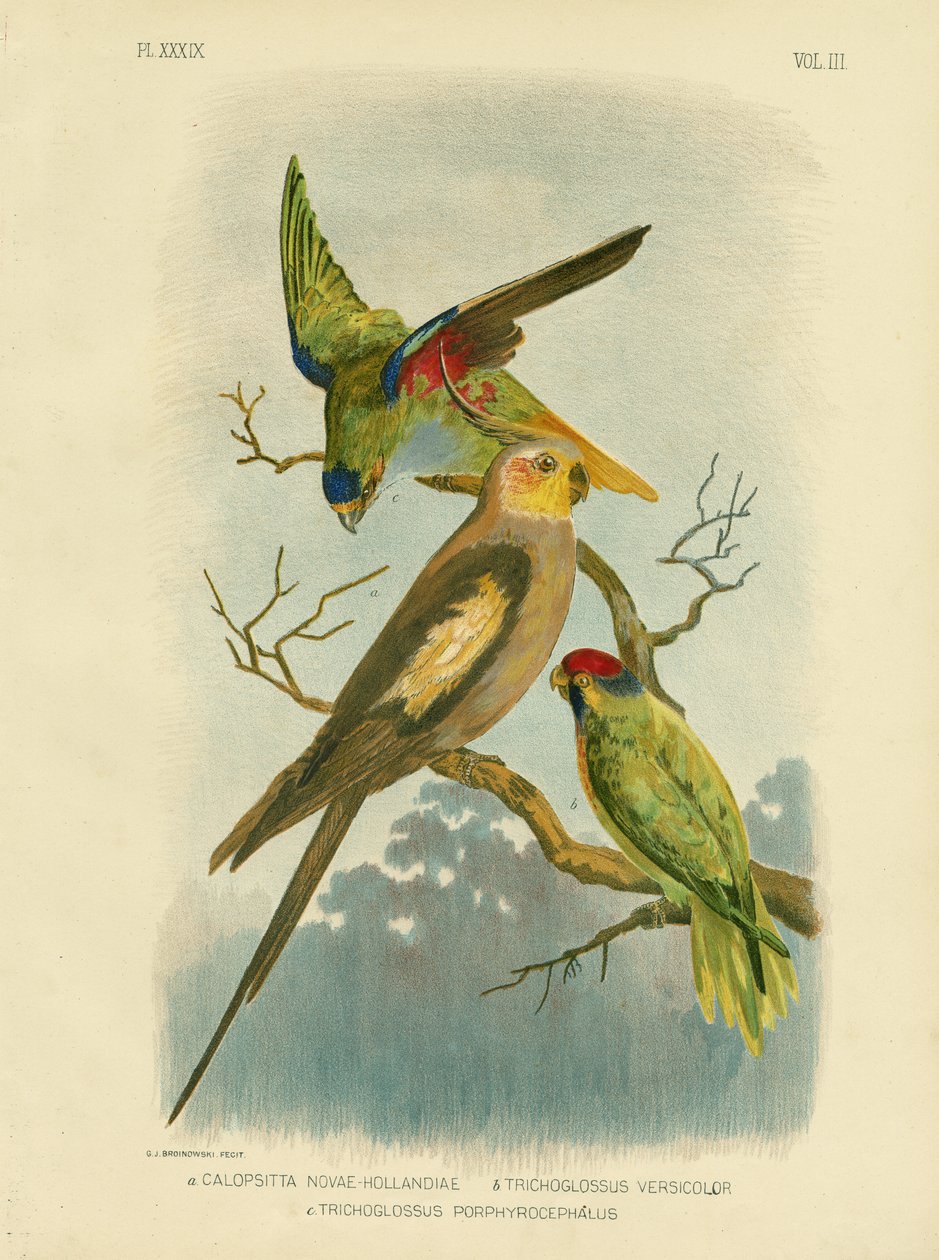 Perruche cockatoo ou cockatiel, 1891 - Gracius Broinowski