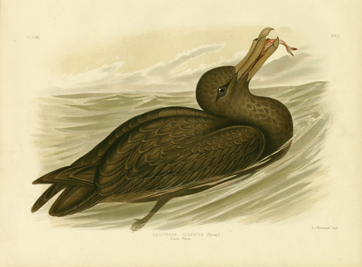 Pétrel géant, 1891 - Gracius Broinowski