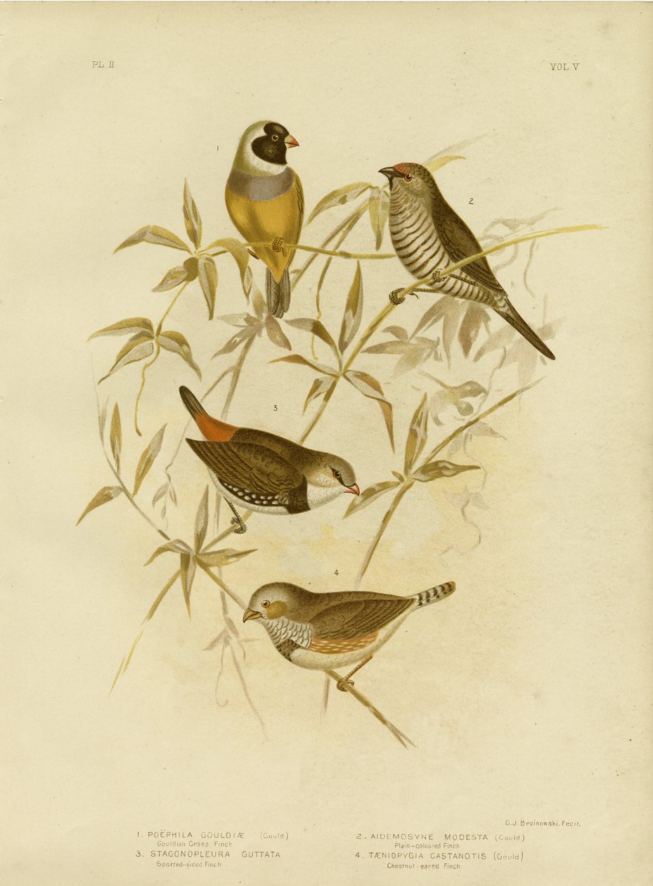 Pinson doré, 1891 - Gracius Broinowski