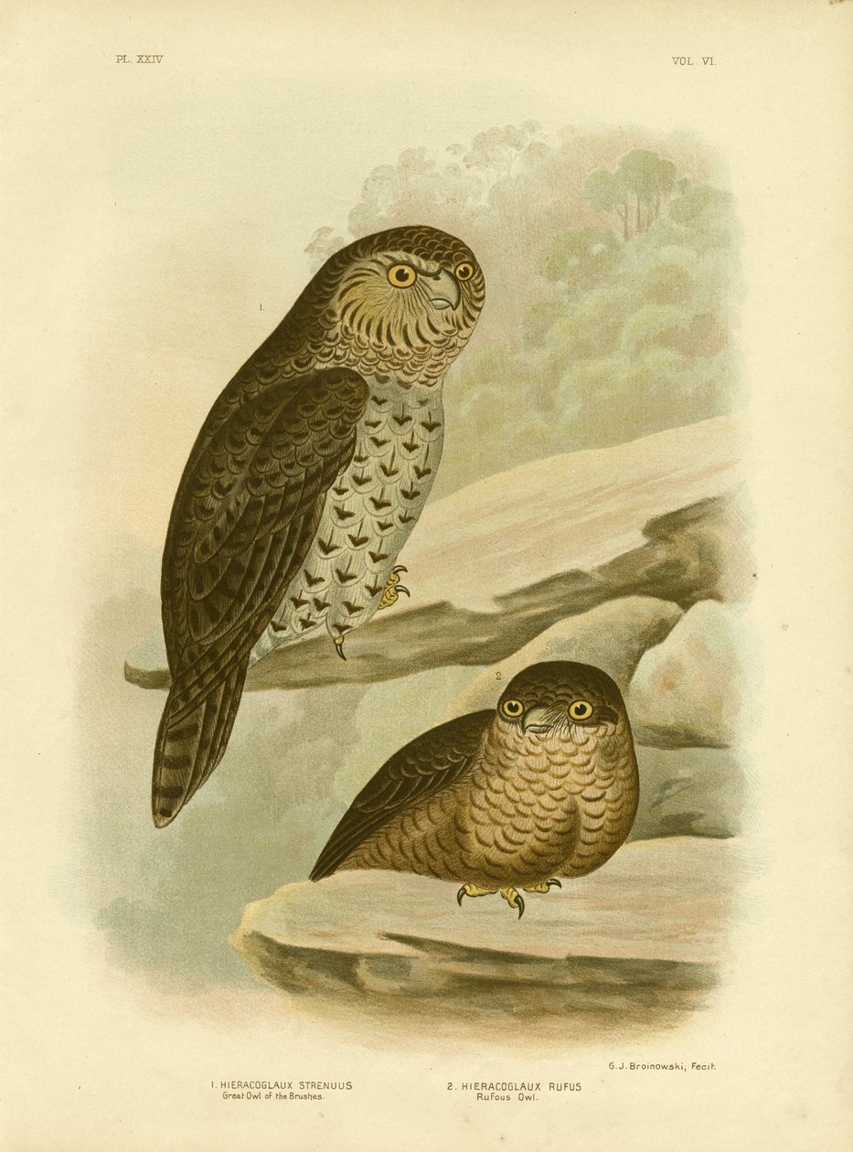 Grand hibou des pinceaux ou hibou puissant, 1891 - Gracius Broinowski