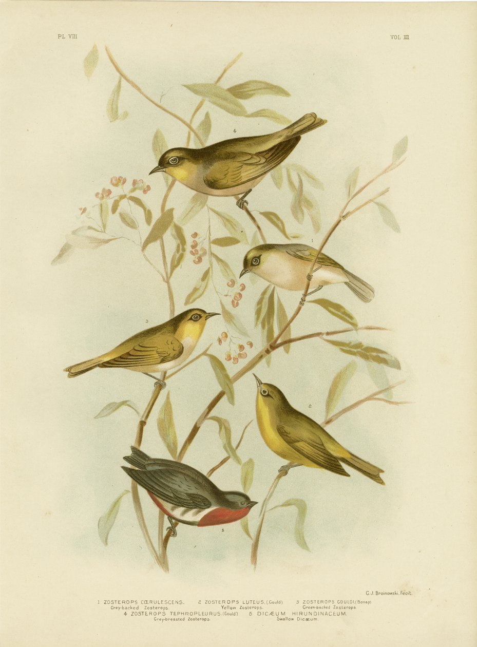 Zostérops à dos gris, 1891 - Gracius Broinowski