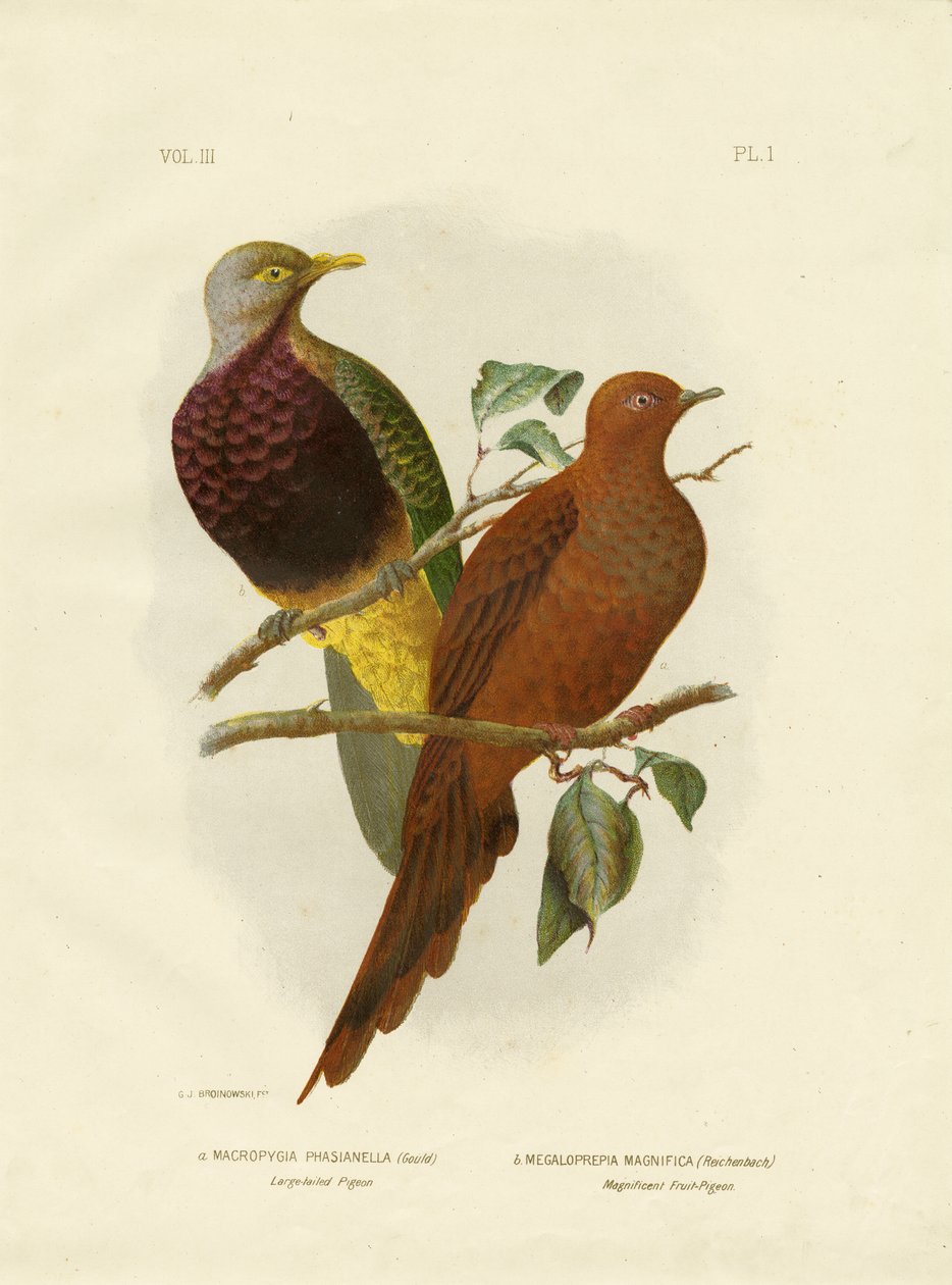 Pigeon à grande queue ou Pigeon brun ou Colombe-coucou brune, 1891 - Gracius Broinowski