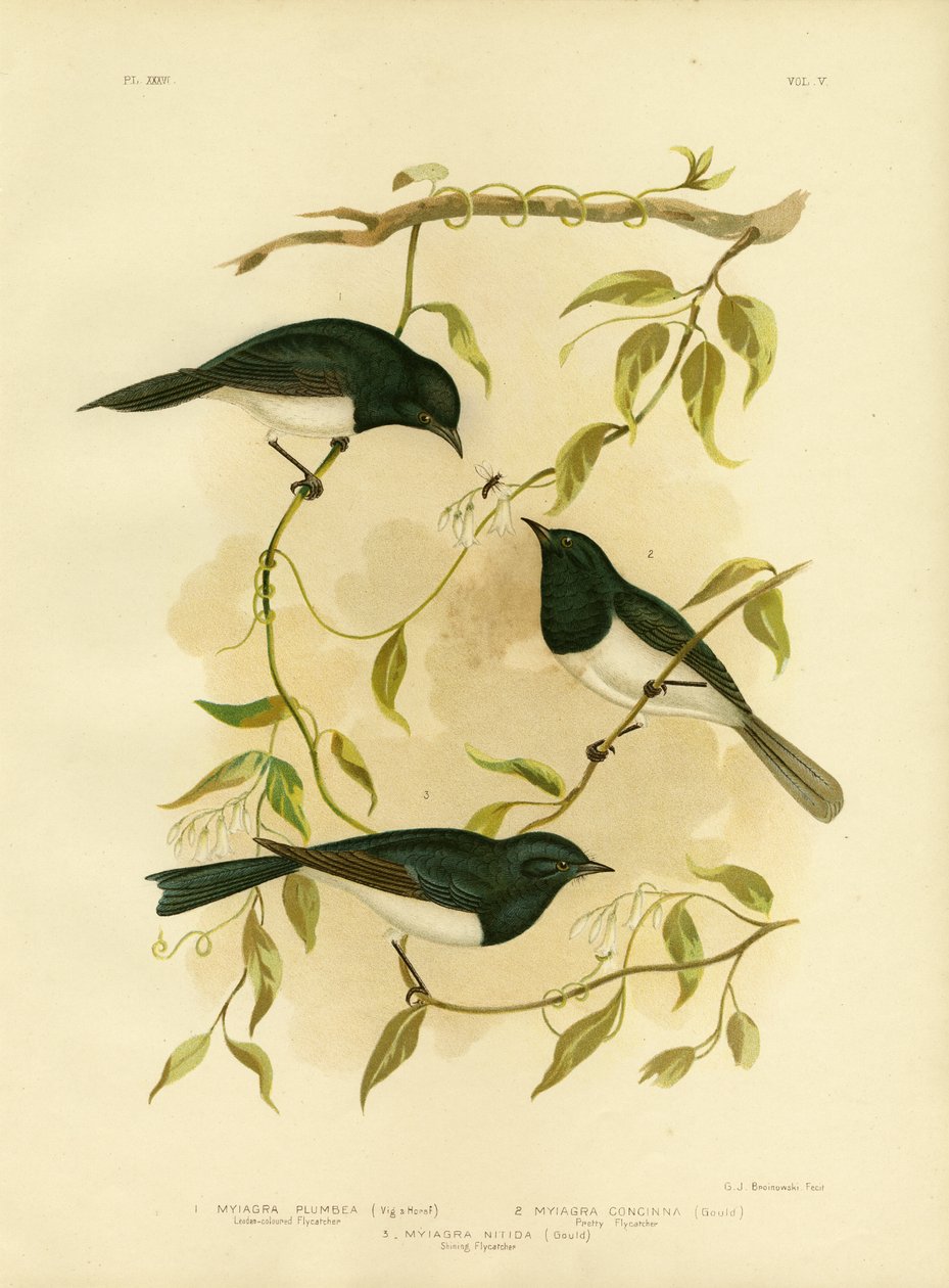 Gobemouche plombé ou Gobemouche plombé, 1891 - Gracius Broinowski