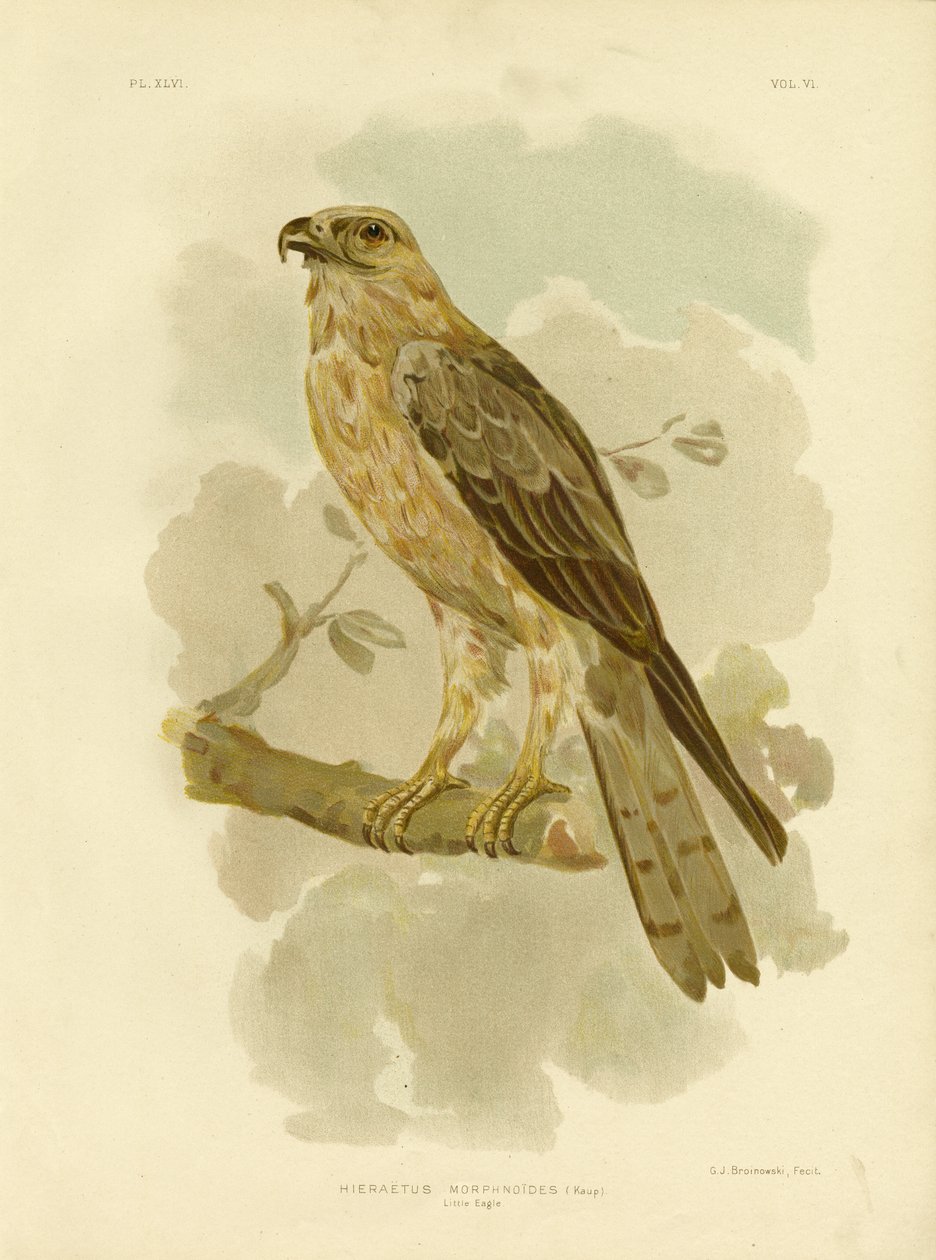 Petit Aigle, 1891 - Gracius Broinowski