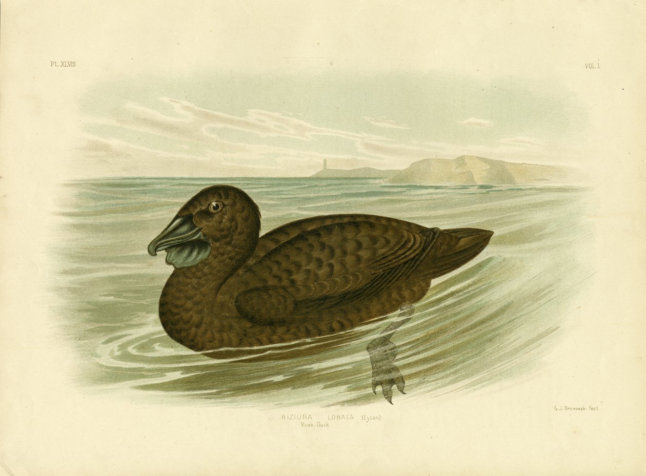 Canard musqué, 1891 - Gracius Broinowski