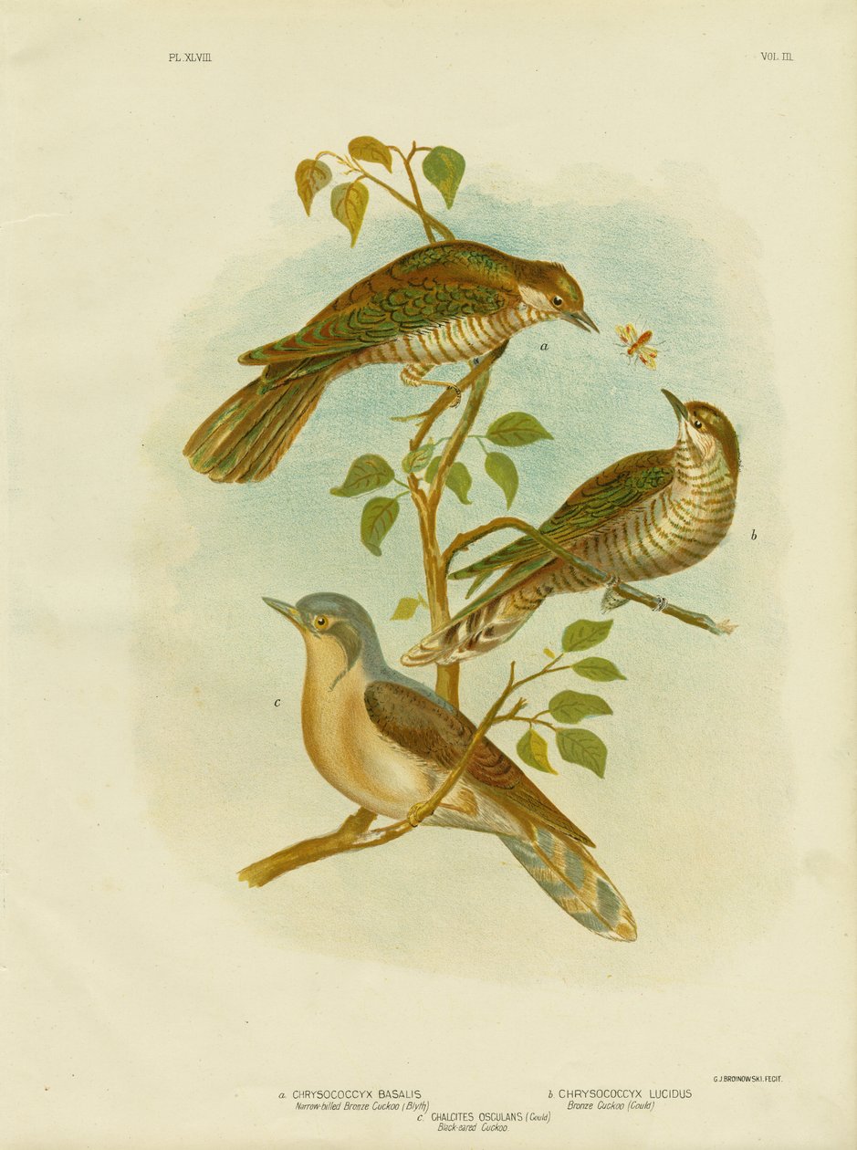 Coucou à bec étroit, 1891 - Gracius Broinowski