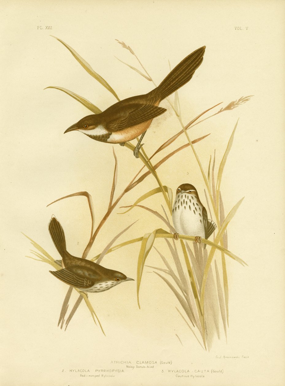Oiseau bruyant, 1891 - Gracius Broinowski