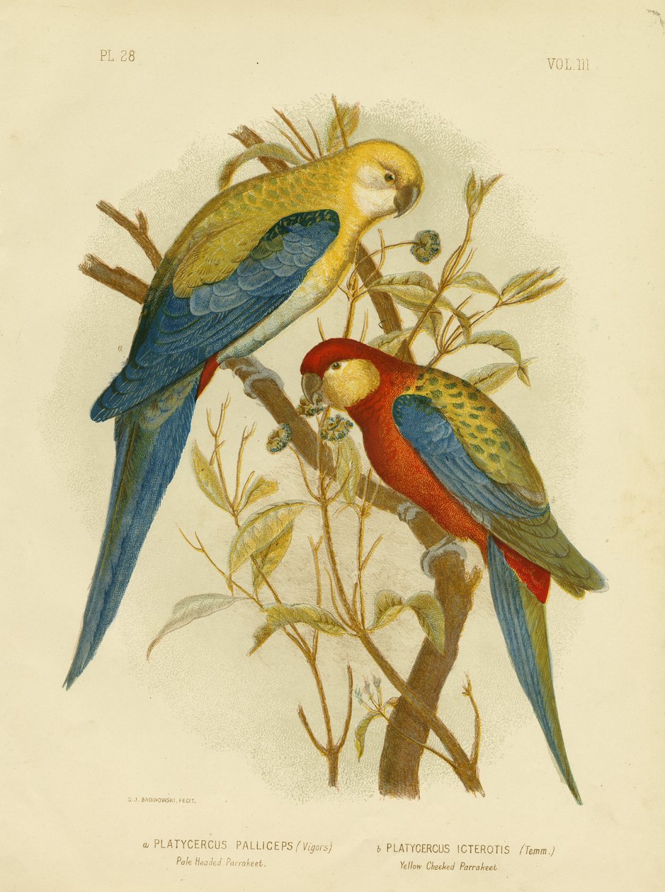 Perruche à tête pâle ou Rosella à tête pâle, 1891 - Gracius Broinowski