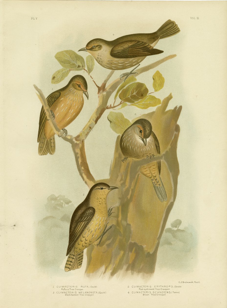 Grimpereau roux, 1891 - Gracius Broinowski